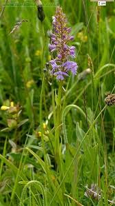 Attēlu rezultāti vaicājumam “Gymnadenia conopsea flower”