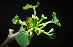 Attēlu rezultāti vaicājumam “Ginkgo biloba female flower”