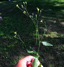 Attēlu rezultāti vaicājumam “Lapsana communis bud”