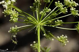 Attēlu rezultāti vaicājumam “Peucedanum oreoselinum leaf”