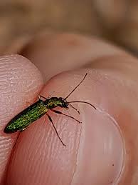 Attēlu rezultāti vaicājumam “Chrysanthia viridissima”