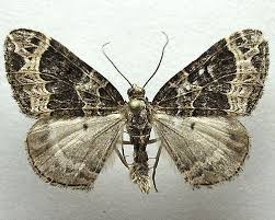 Attēlu rezultāti vaicājumam “Ecliptopera silaceata”