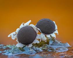 Attēlu rezultāti vaicājumam “Physarum notabile”