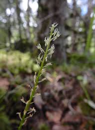 Attēlu rezultāti vaicājumam “Malaxis monophyllos flower”