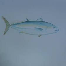 Image result for Thunnus atlanticus