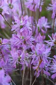 Attēlu rezultāti vaicājumam “Rhododendron canadense flower”
