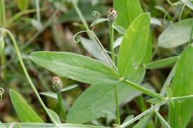 Attēlu rezultāti vaicājumam “Lathyrus latifolius bud”