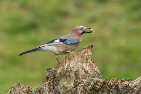 Attēlu rezultāti vaicājumam “Garrulus glandarius adult”