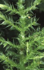 Attēlu rezultāti vaicājumam “Eurhynchium praelongum”