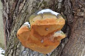 Attēlu rezultāti vaicājumam “Phellinus robustus”