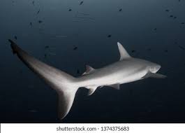 Image result for Carcharhinus amblyrhynchos
