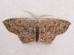 Attēlu rezultāti vaicājumam “Cyclophora pendularia”