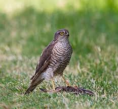 Attēlu rezultāti vaicājumam “Accipiter nisus male”