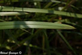 Attēlu rezultāti vaicājumam “Glyceria maxima leaf”