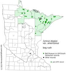 Attēlu rezultāti vaicājumam “Juncus stygius”