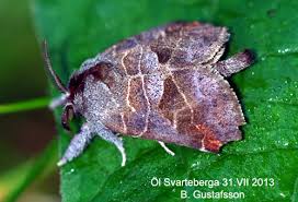 Attēlu rezultāti vaicājumam “Clostera pigra”