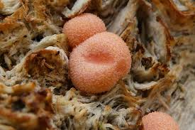 Attēlu rezultāti vaicājumam “Lycogala miserum”