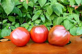 Afbeeldingsresultaat voor black oxheart tomato