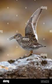 Attēlu rezultāti vaicājumam “Calidris maritima adult”