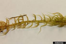 Attēlu rezultāti vaicājumam “Sphagnum russowii”