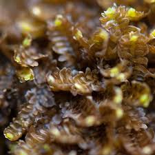 Attēlu rezultāti vaicājumam “Diplophyllum albicans”