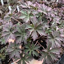 Attēlu rezultāti vaicājumam “Geranium pratense leaf”