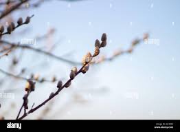 Attēlu rezultāti vaicājumam “Euura acutifoliae”