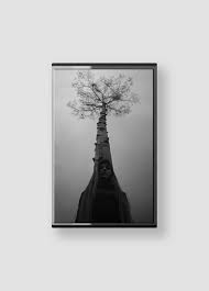 Attēlu rezultāti vaicājumam “Adoxus obscurus”