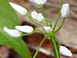 Attēlu rezultāti vaicājumam “Allium ursinum flower”