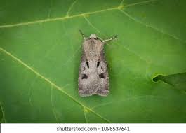 Attēlu rezultāti vaicājumam “Agrotis exclamationis”