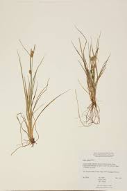 Attēlu rezultāti vaicājumam “Carex viridula fruit”