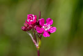 Attēlu rezultāti vaicājumam “Silene viscaria flower”
