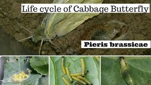 Attēlu rezultāti vaicājumam “Pieris brassicae underside”