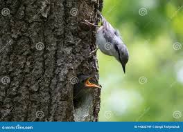 Attēlu rezultāti vaicājumam “Sitta europaea nest”