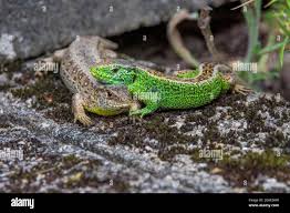 Attēlu rezultāti vaicājumam “Lacerta agilis male”