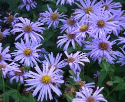 Image result for Aster novi-belgii