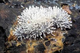 Attēlu rezultāti vaicājumam “Ceratiomyxa fruticulosa macro”