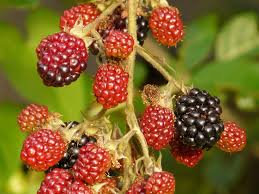 Image result for Rubus sectio