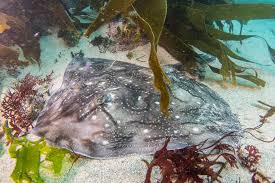 Image result for Raja undulata