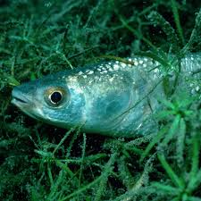 Image result for Chelon ramada