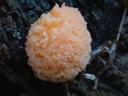 Attēlu rezultāti vaicājumam “Tubifera ferruginosa (subsp. ferruginosa) spores”