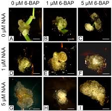 Attēlu rezultāti vaicājumam “Linaria loeselii fruit”