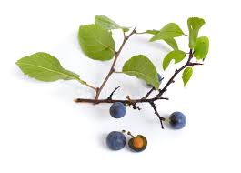 Attēlu rezultāti vaicājumam “Prunus spinosa fruit”