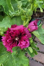 Image result for Alcea rosea