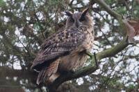 Attēlu rezultāti vaicājumam “Bubo bubo”