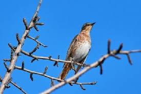 Image result for Turdus naumanni