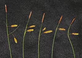 Attēlu rezultāti vaicājumam “Carex limosa fruit”