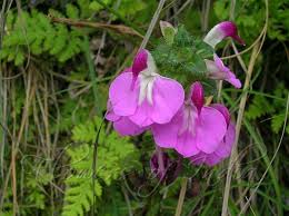 Attēlu rezultāti vaicājumam “Pedicularis palustris leaf”