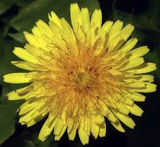 Attēlu rezultāti vaicājumam “Taraxacum”