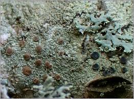 Attēlu rezultāti vaicājumam “Lecidella elaeochroma”